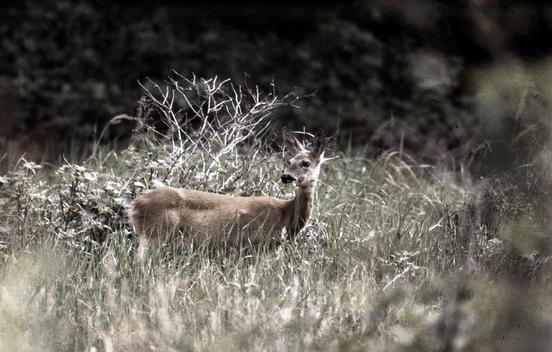 Jagdurlaub in Mecklenburg - Jagd Jagen Wald Wildtiere Mecklenburg